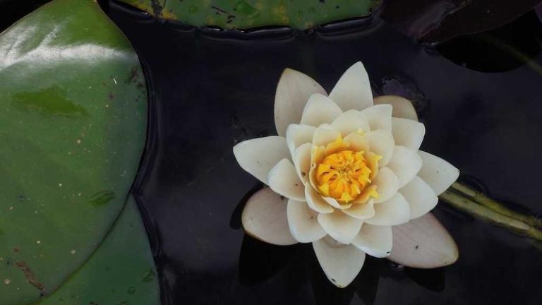 Adiwang Calls Out Top-5 Opponent After Win