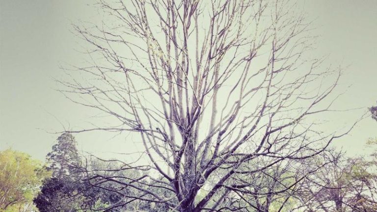 Nexplay EVOS Signs Filipino Valorant Roster