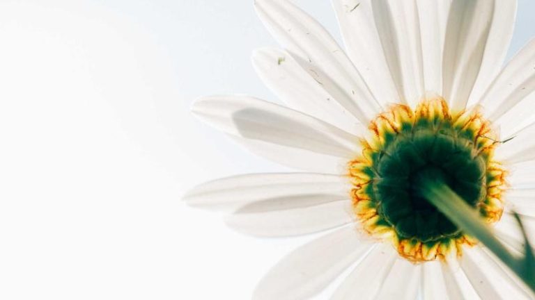 Marlon Stockinger Eyes FIA Formula 2 Return